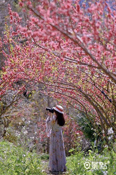 園內也有杏桃花同時盛開。 (圖／yuxin_ling)