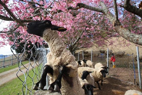 綿羊拉長身軀吃櫻花的難得畫面
