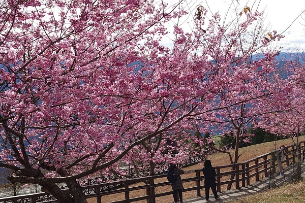 清境農場櫻花盛開景色