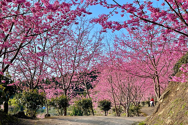 盛開櫻花步道也是不管怎麼拍都很美。