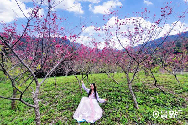 山坡種植了上萬棵的櫻花樹