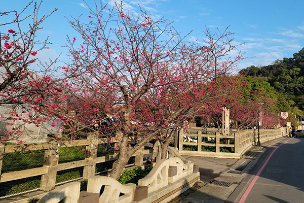 派出所前櫻花正逐漸盛開。(圖／泰安派出所)