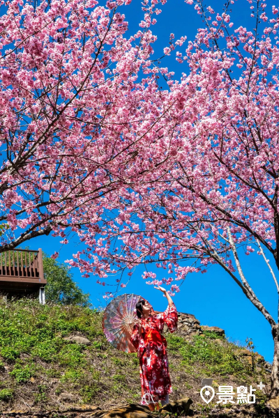 每年櫻花季都會盛開成粉紅樹林