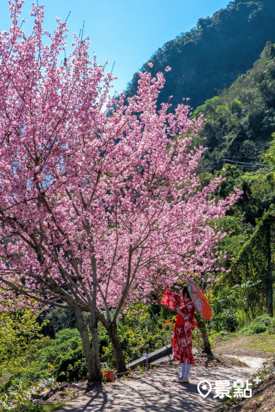 園區有八重櫻、富士櫻等，將山頭染成一片粉色。