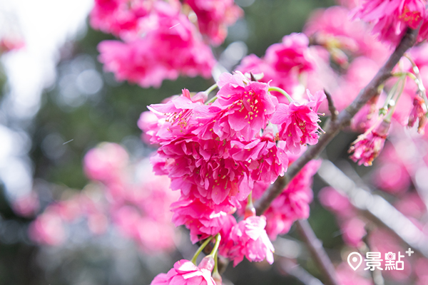 粉紅色八重櫻花盛開。（圖 / 台北市政府，以下同）