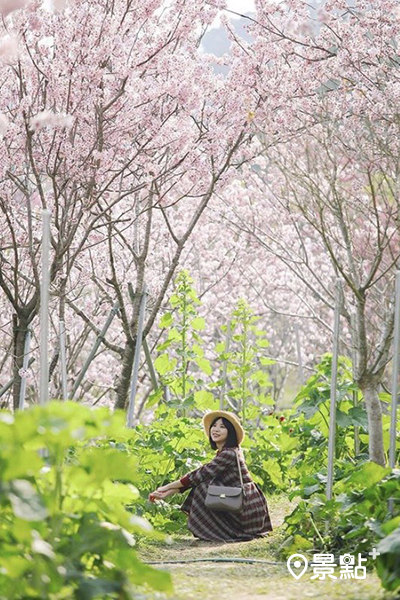 櫻花鳥森林結合休閒、美食、露營、花園與農業的自然森林 (圖／fu_yan_phy)