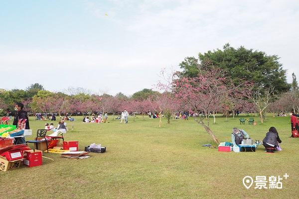 二月初暨南大學櫻花林櫻花初綻與遊客在草地上野餐的情景 (圖／cheriechang1217)