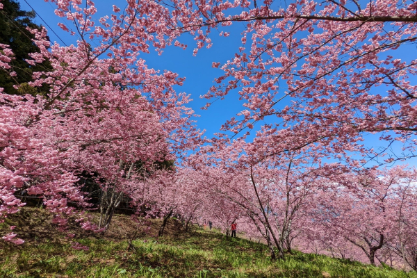 整座園區已有6千棵櫻花樹