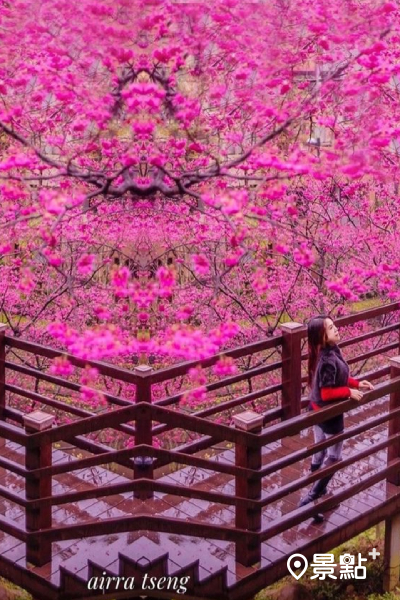 雖然這裡的櫻花樹齡不高，但盛開的畫面依舊壯觀艷麗。 (圖／airratseng)