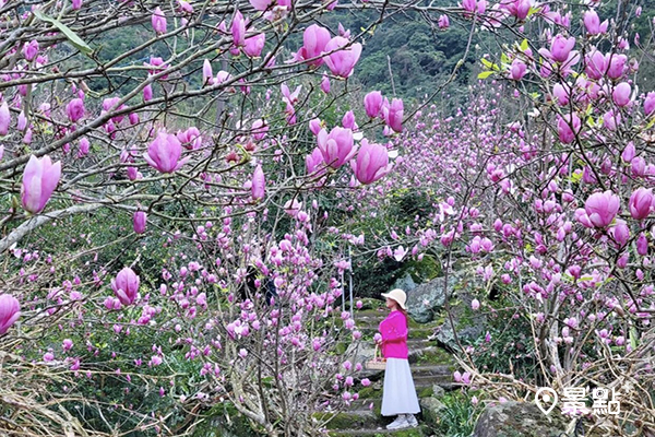 全台最大的木蓮花園盛開。 (圖／yijiun_lee，以下同)