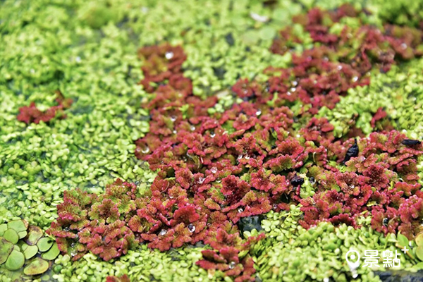 水生蕨類滿江紅與綠藻共譜繽紛畫布。