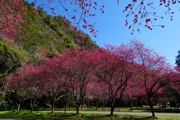 園區持續凋零的山櫻花