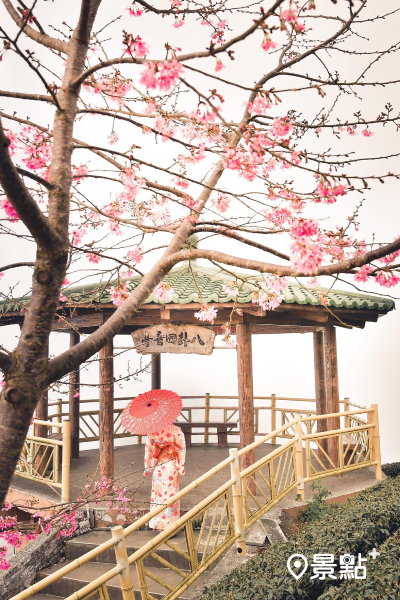 八卦茶園整排盛開的櫻花樹