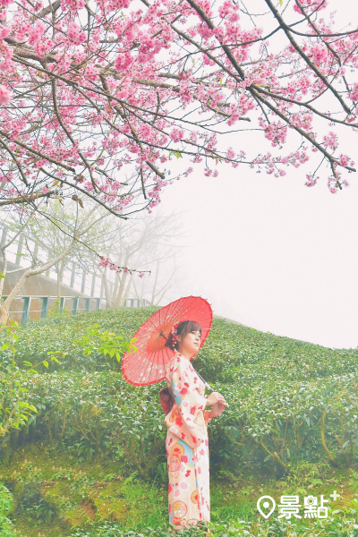 春季的八卦茶園讓人有置身在日本賞櫻的錯覺