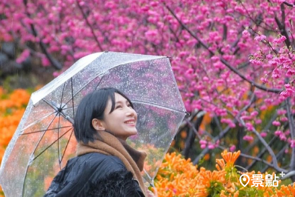 炮仗花X粉櫻雙色花海！春雨綿綿必賞浪漫美景