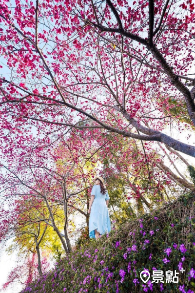 紫色馬纓丹花牆，與粉色櫻花交織成雙粉色類花海