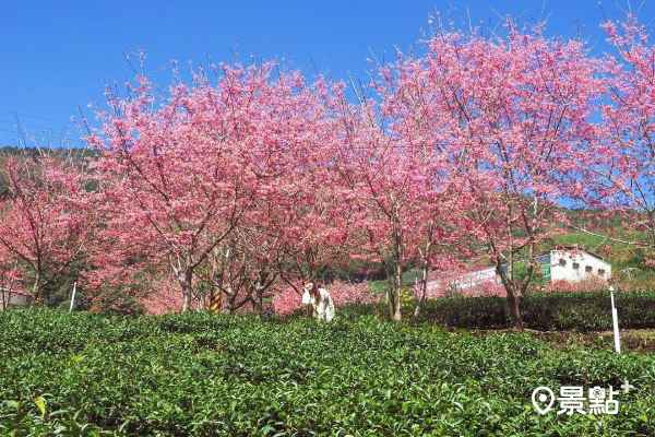 此地櫻花主要為椿寒櫻及俗稱的台灣昭和