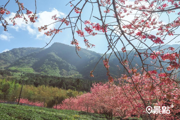 茶廠櫻花盛開