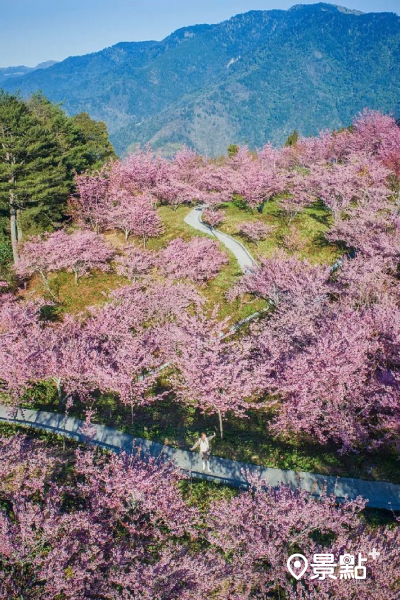 園區充滿著粉嫩的櫻花 (圖／tww.lian_yu)