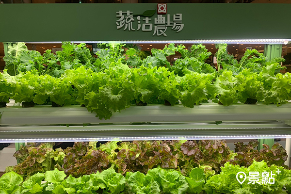 「瑞康屋」與「佳能國際」共同推出「室內蔬菜製造機」。(圖／景點+ 張盈盈，以下同)