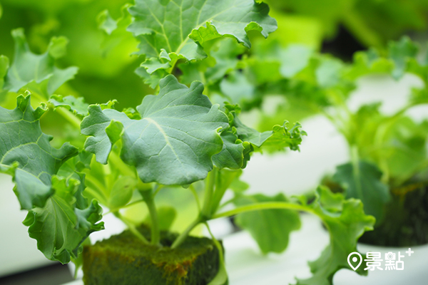 「室內蔬菜製造機」14天就能採收新鮮蔬菜！