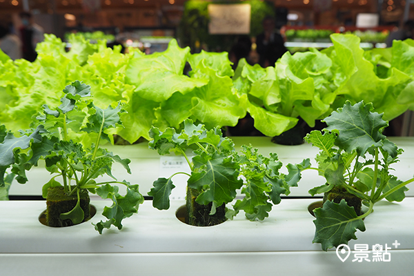 綠洲室內蔬菜製造機利用循環水灌溉，環保又不孳生蚊蟲。