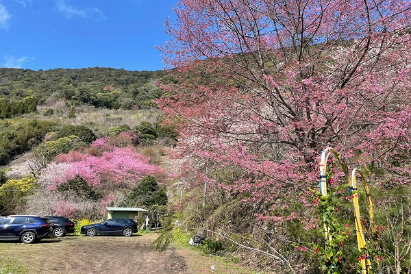 萬里山園內的櫻花品種繁多