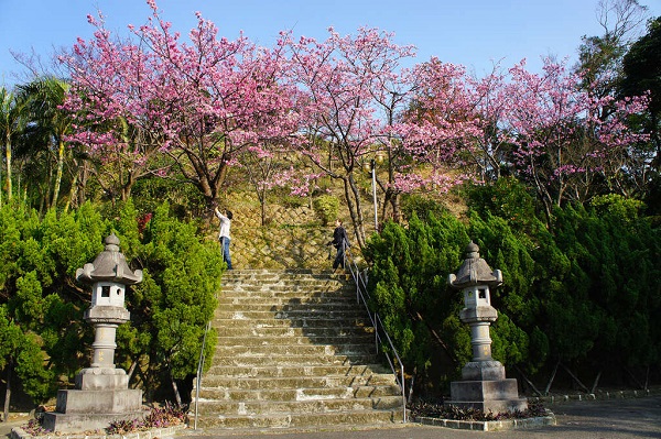 善光寺從入口階梯可以欣賞到寒櫻及山櫻花 (圖／台北市政府、高讚賢攝)