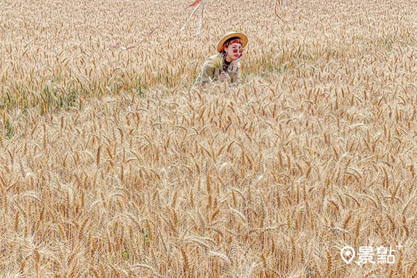 每年小麥成熟時會吸引不少人前往美拍。(圖／fifi911911)
