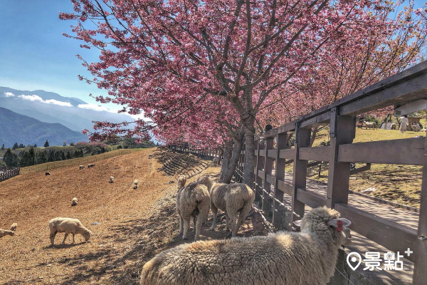 壯闊的高山景觀被櫻花染紅，還有綿羊在一旁入鏡。 (圖／yu_ning0202)