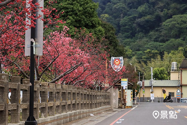 白天的八重櫻為泰安派出所染上桃紅春色。(圖／tom_hung)