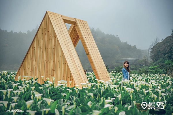 每年陽明山海芋盛開時，都會吸引花迷上山賞花！(圖／aaa123471）