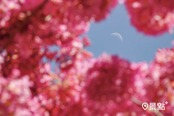 粉紅花球與上弦月的浪漫視角。(圖／shun___0707)