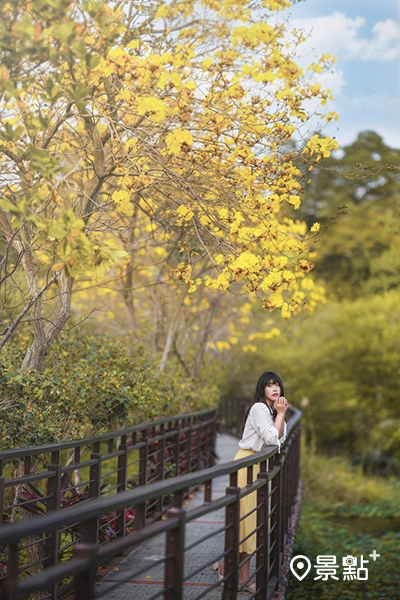 峨眉環湖步道已有幾株黃花風鈴木盛開。(圖／phiteao)