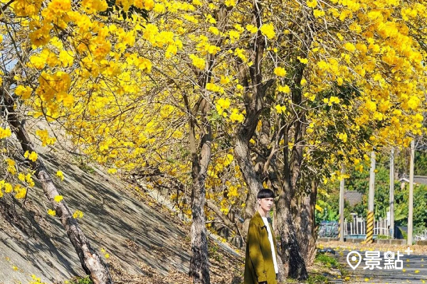 整排盛放的黃花風鈴木，形成茂密黃金花廊。 (圖／chihchun628)