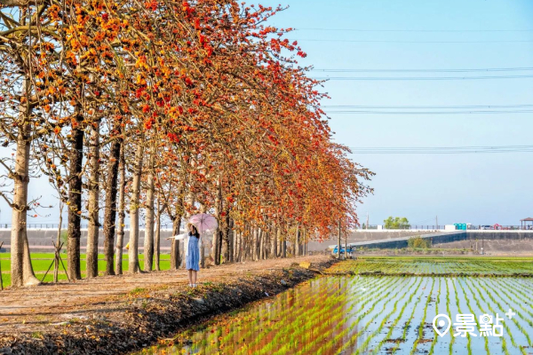 整排高大的木棉花樹坐落在綠油油的稻田中，絕美景色讓人快門按不停。