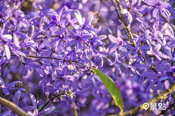 錫葉藤飽和艷麗的紫色小花滿開。（圖／happy541019）
