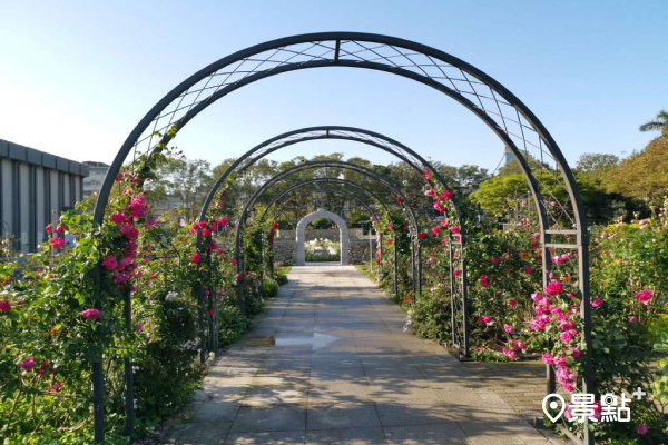 浪漫歐風拱門玫瑰花海！新生公園玫瑰花季獨家蔓玫拱門