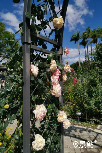 四季輪開的茶玫瑰和季節性草花相互爭艷