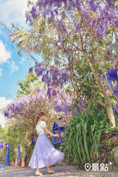 美麗的紫藤花海讓人宛如置身歐洲花園