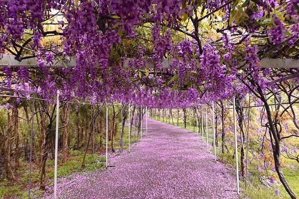 淡水紫藤咖啡園盛開的浪漫美景。(圖／紫藤咖啡園，以下同)