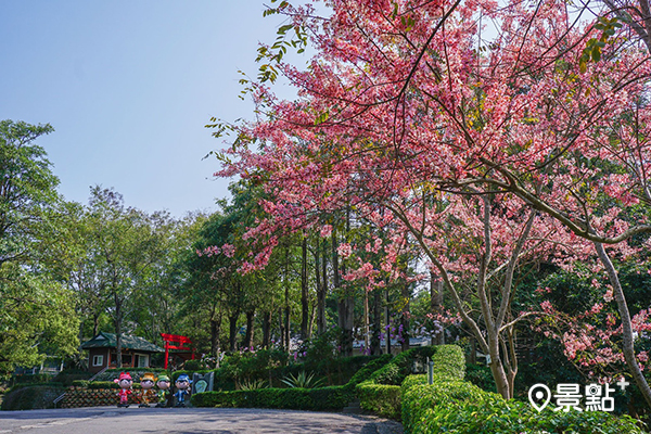 江南渡假村每年3月中開始就有美麗的粉紅桃紅陣雨樹花海，美不勝收。(圖／江南渡假村，以下同)