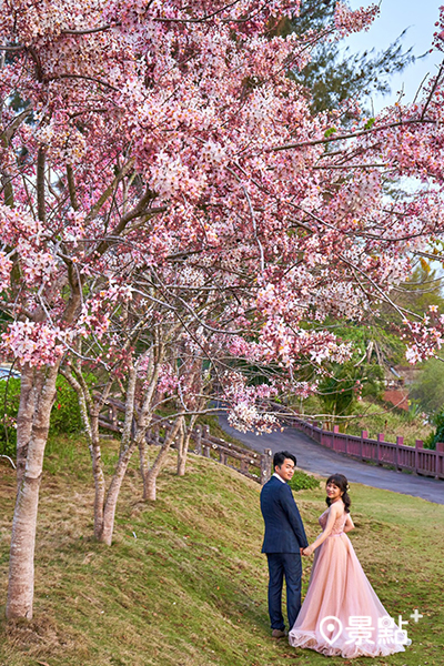 浪漫的桃紅陣雨樹花海也是新人拍攝浪漫婚紗照的絕佳場景。