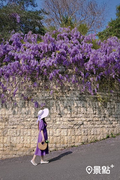 霞飛音樂城堡圍牆外的紫藤花 (圖／3more_hi4)