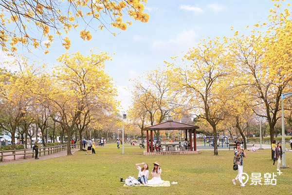 廍子公園下起黃金雨，野餐超浪漫。 (圖／ciaoz.daily)