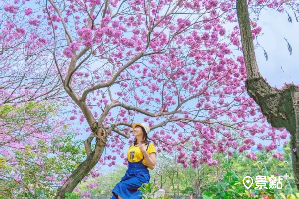 浪漫風鈴木花海藏運動公園！愜意橋墩美景春賞花