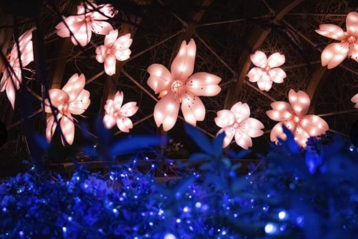 陽明山花季活動尾聲新增加了湖光山影節的夜間櫻花造景。（圖 / 台北市政府，以下同）