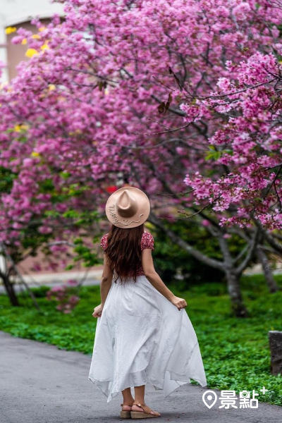 上百棵的粉色吉野櫻在園區中熱情盛開