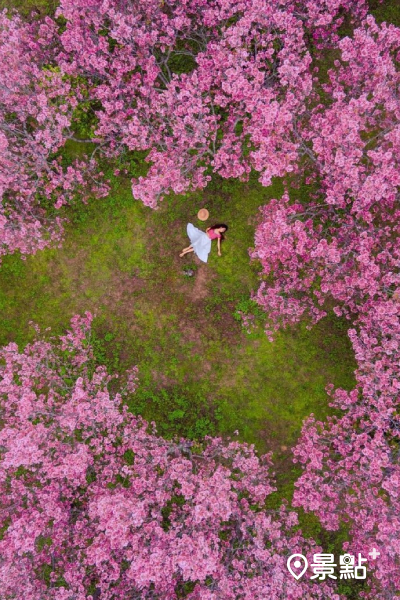 月湖莊園的櫻花圍繞，宛如小型的福壽山千櫻園。