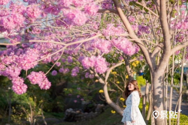 洋紅風鈴木花海藏北峰公園！棉花糖花球賞花好去處